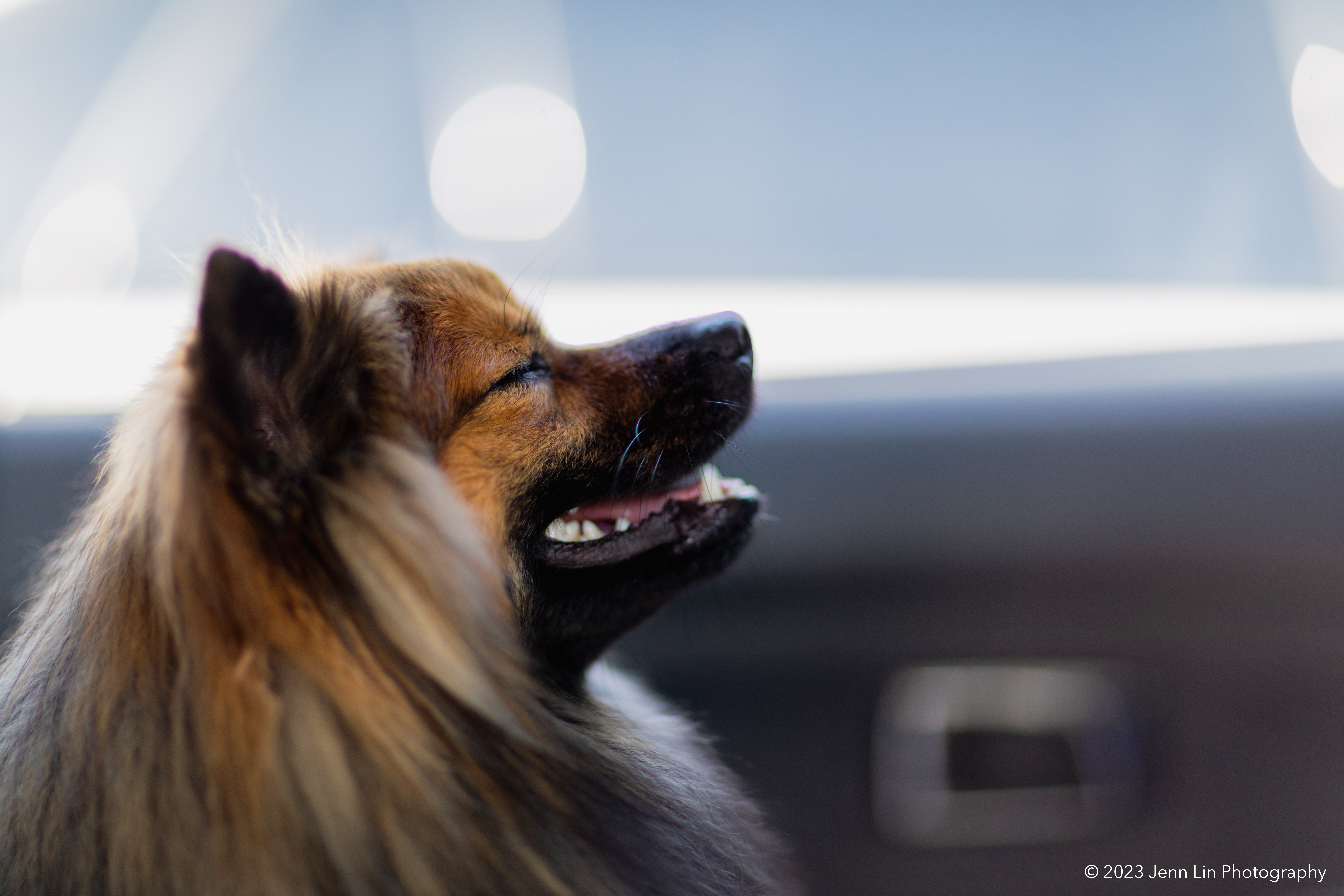 A dog enjoys a car ride while sitting upright in the backseat.