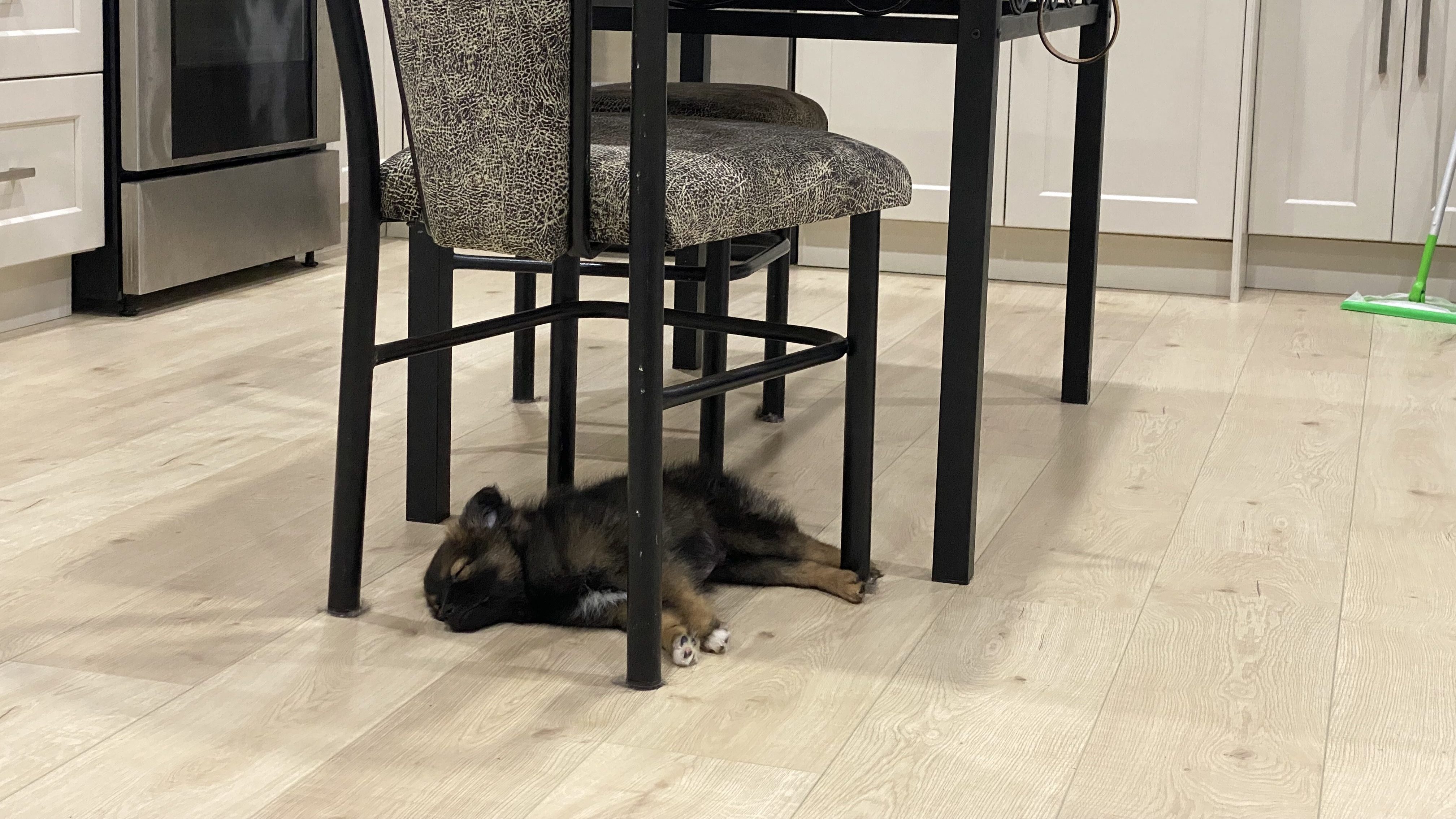 My puppy sleeps under the kitchen table © 2023 Jenn Lin Photography