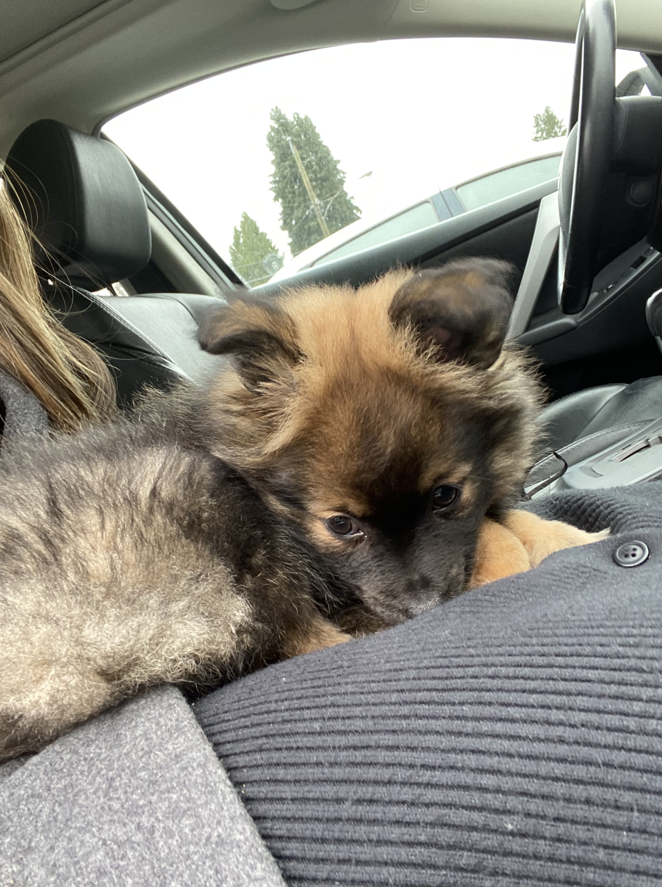 My puppy sits on my lap in my parked car © 2022 Jenn Lin