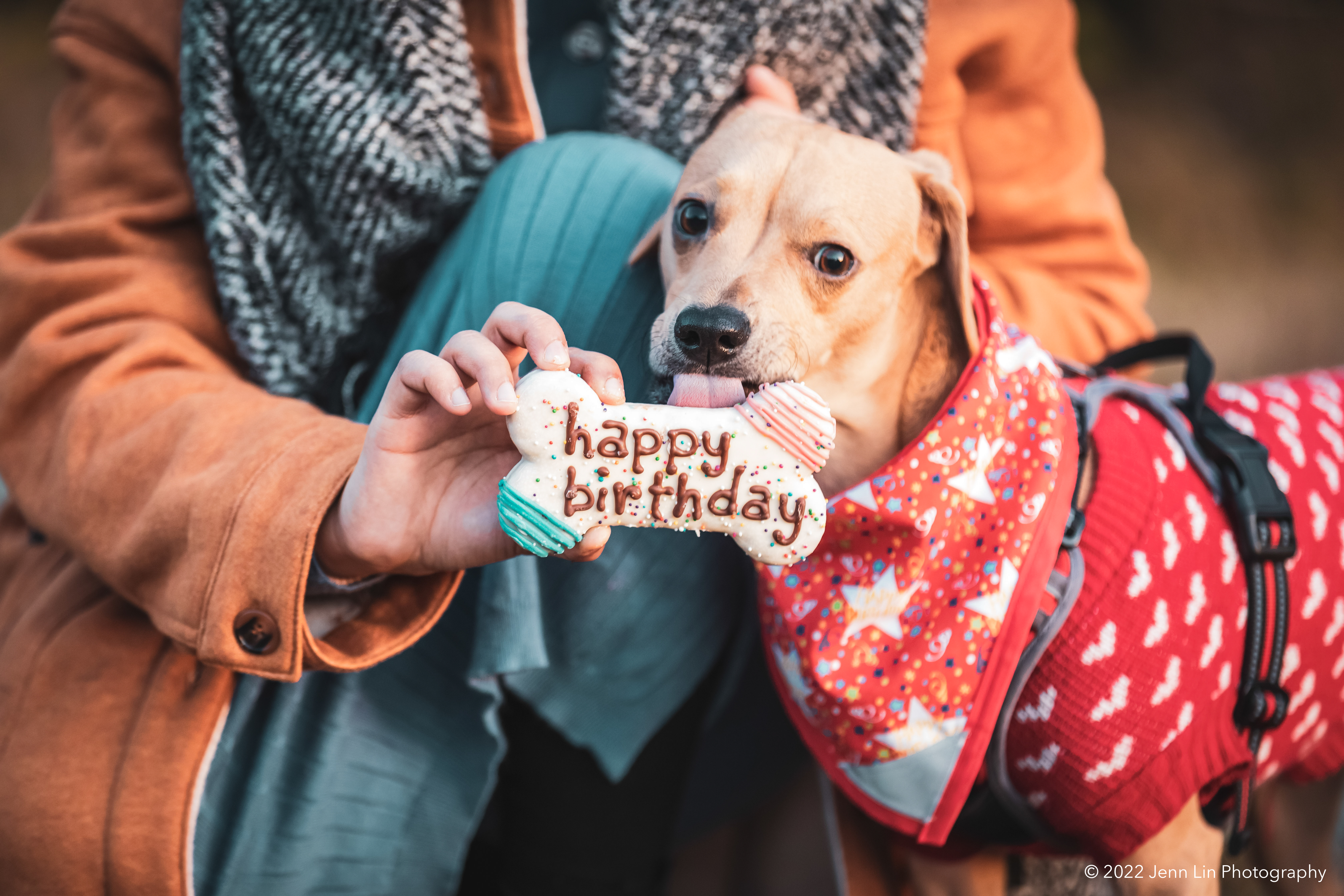 A dog named Milo licks a dog cookie with "happy birthday" written on it. Photographed at Huff Hydro Park Reserve in Delta, BC. Image used as part the story "How Milo Saved My Life: A Rescue Story" © 2022 Jenn Lin Photography