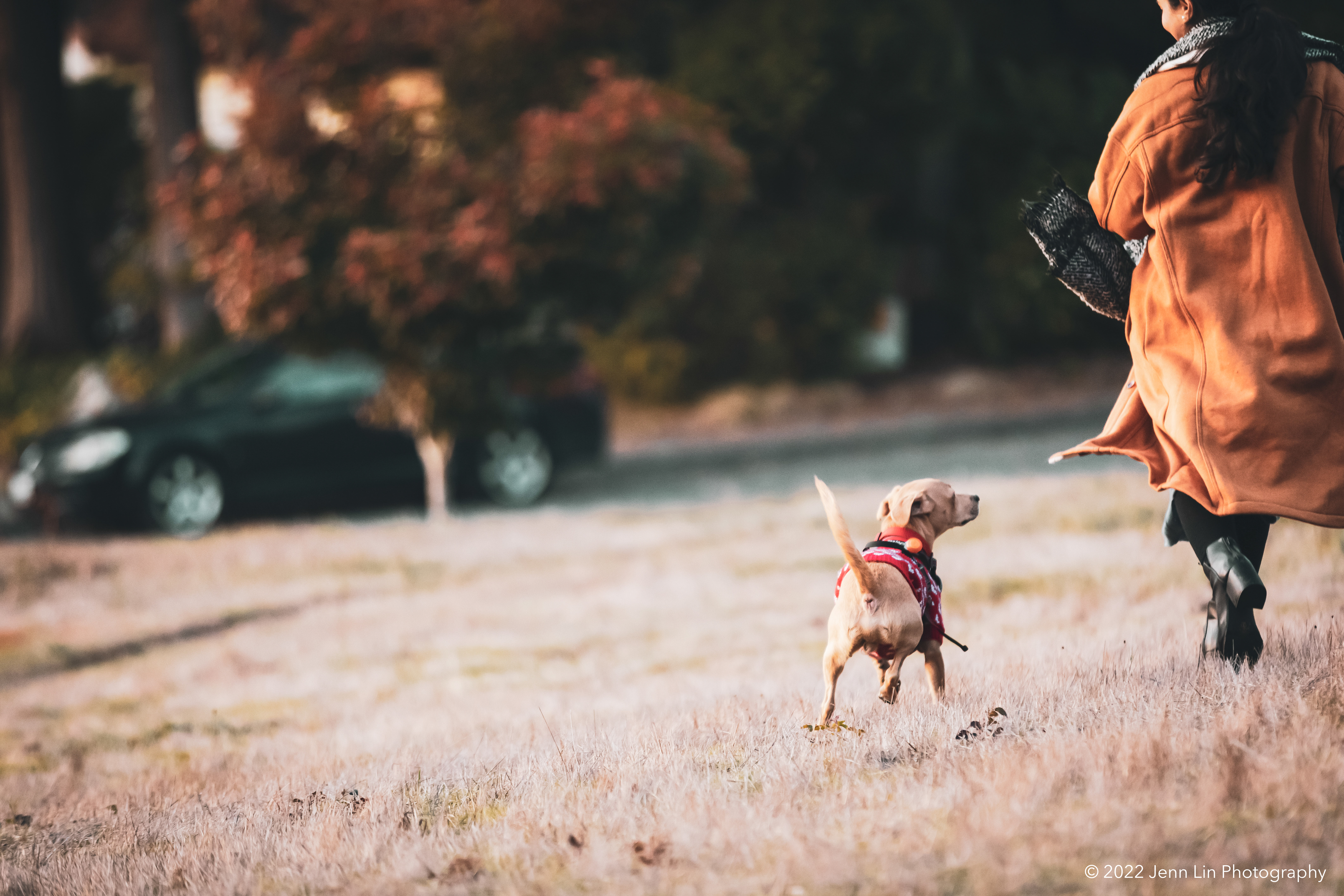 A dog follow along beside his owner in a grassy field. Photographed at Huff Hydro Park Reserve in Delta, BC. Image used as part the story "How Milo Saved My Life: A Rescue Story" © 2022 Jenn Lin Photography