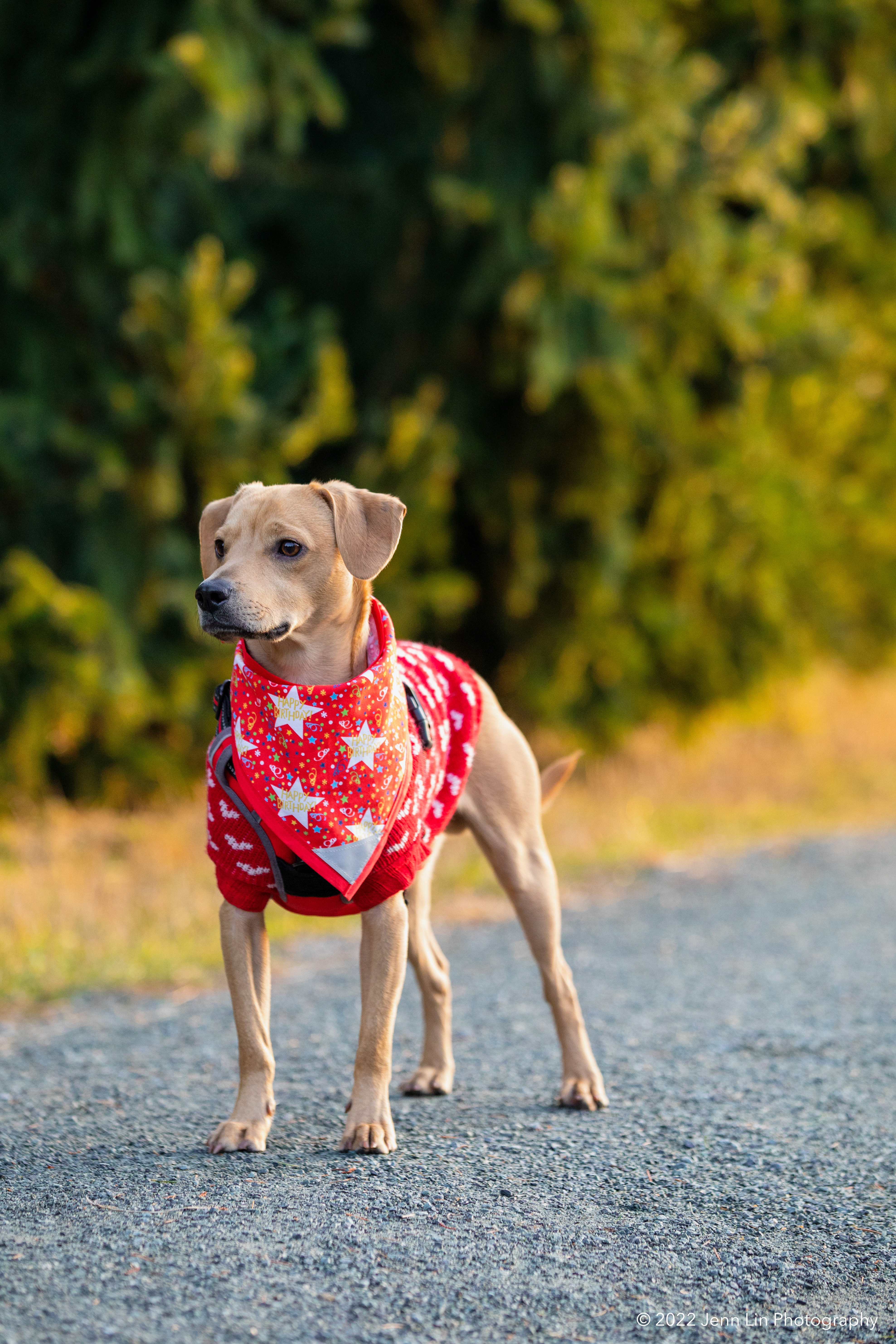 A dog named Milo stands on his own and looks off in the distance. Photographed at Huff Hydro Park Reserve in Delta, BC. Image used as part the story "How Milo Saved My Life: A Rescue Story" © 2022 Jenn Lin Photography