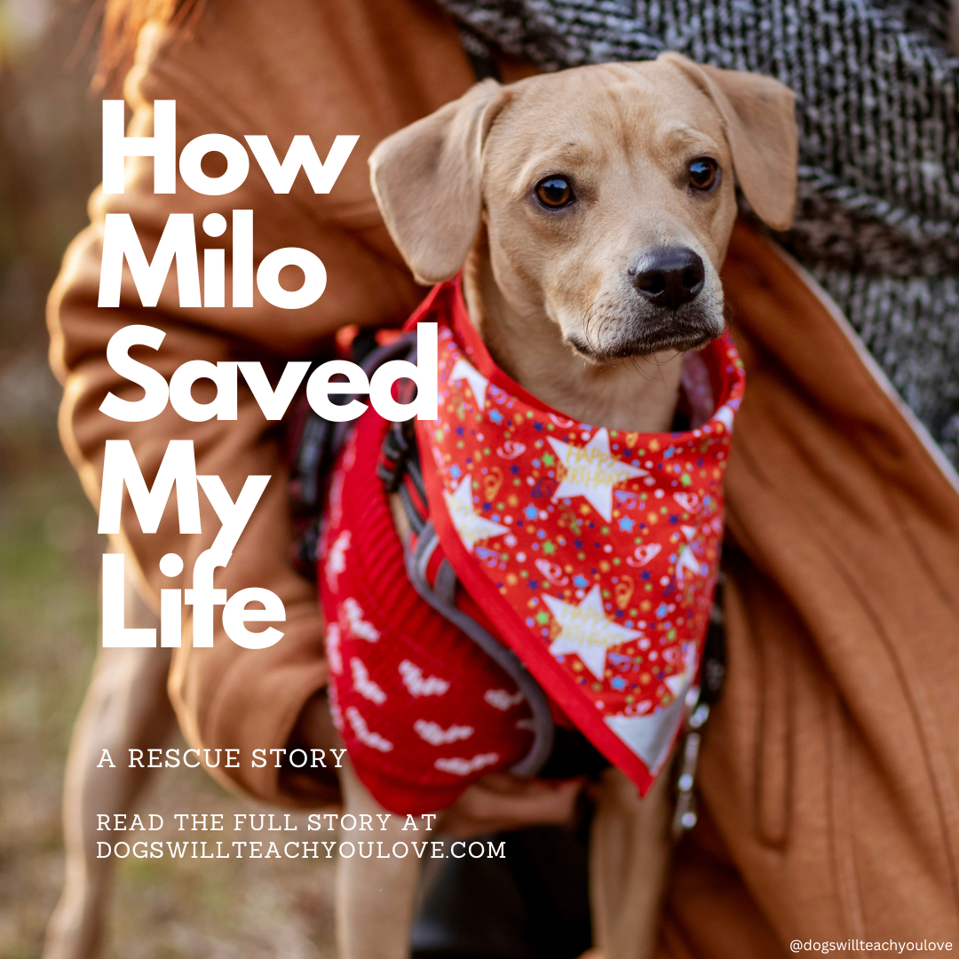 How Milo Saved My Life A Rescue Story Dogs Will Teach You Love
