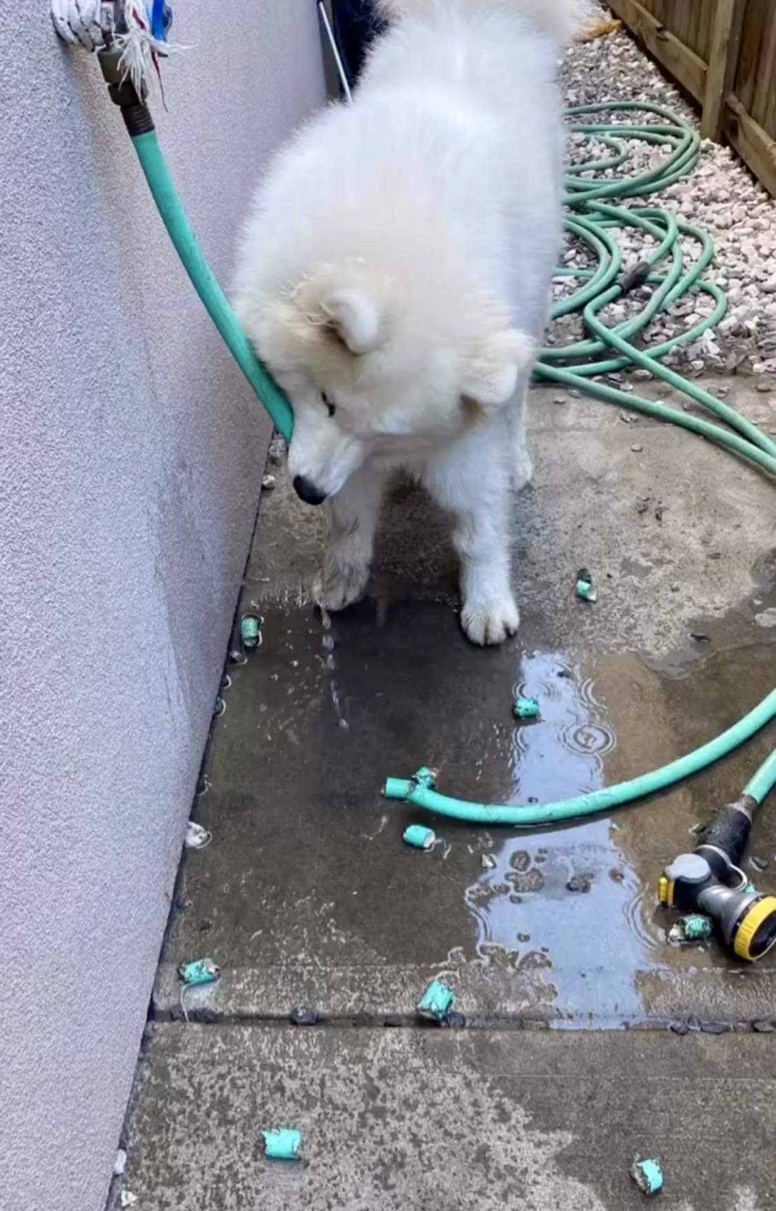 Bao Bao the Samoyed puppy chows down and destroys a garden hose with ease. Photo courtesy of Lillian Ling. Submitted to Dogs Will Teach You Love for the story "I'm a Bao Bao Girl: A Material World Story."