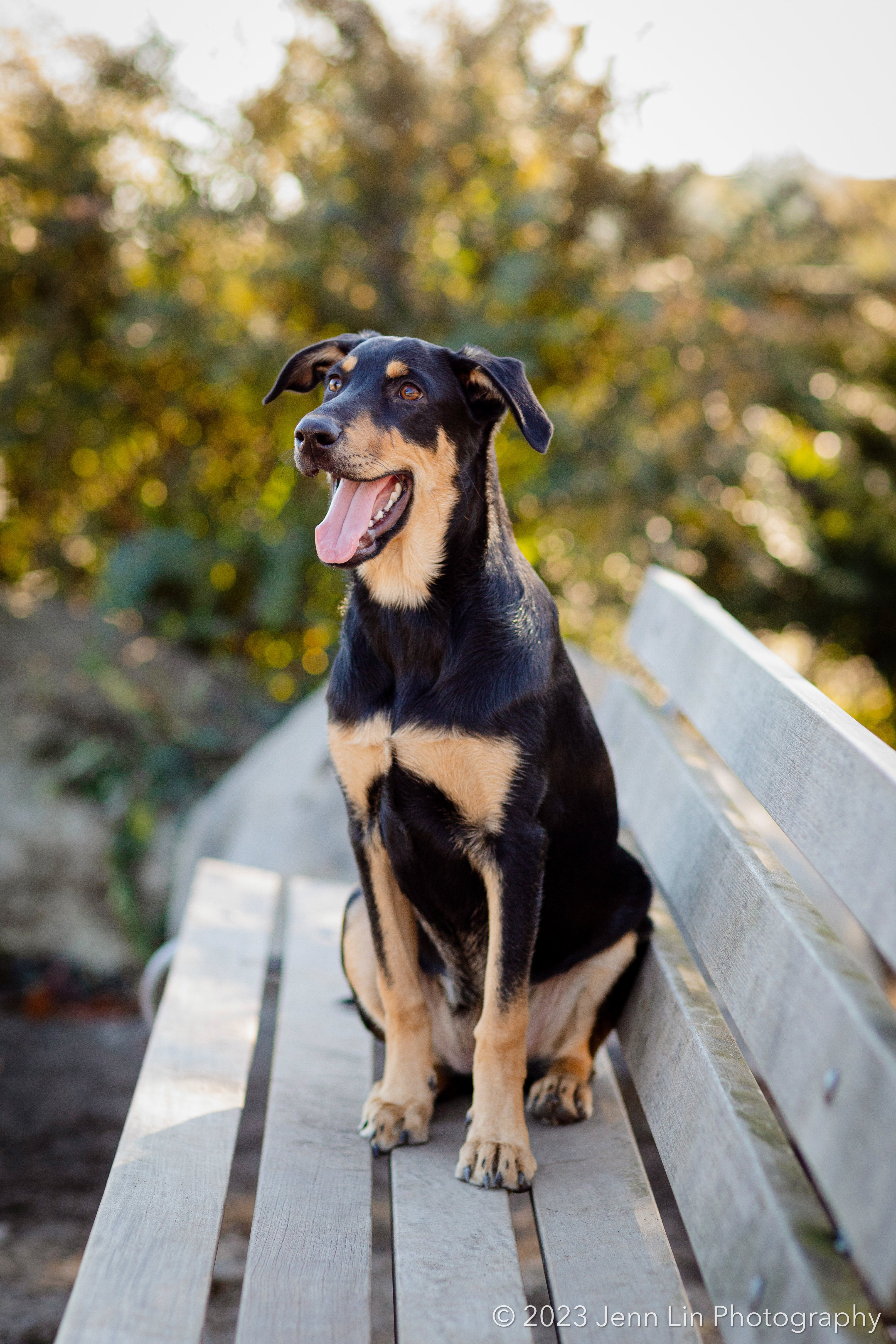 A Doberman mix puppy named Luna smiles while sitting up on a park bench. Photo captured at Sunset Park in Vancouver, BC by Jenn Lin © 2023, All Rights Reserved