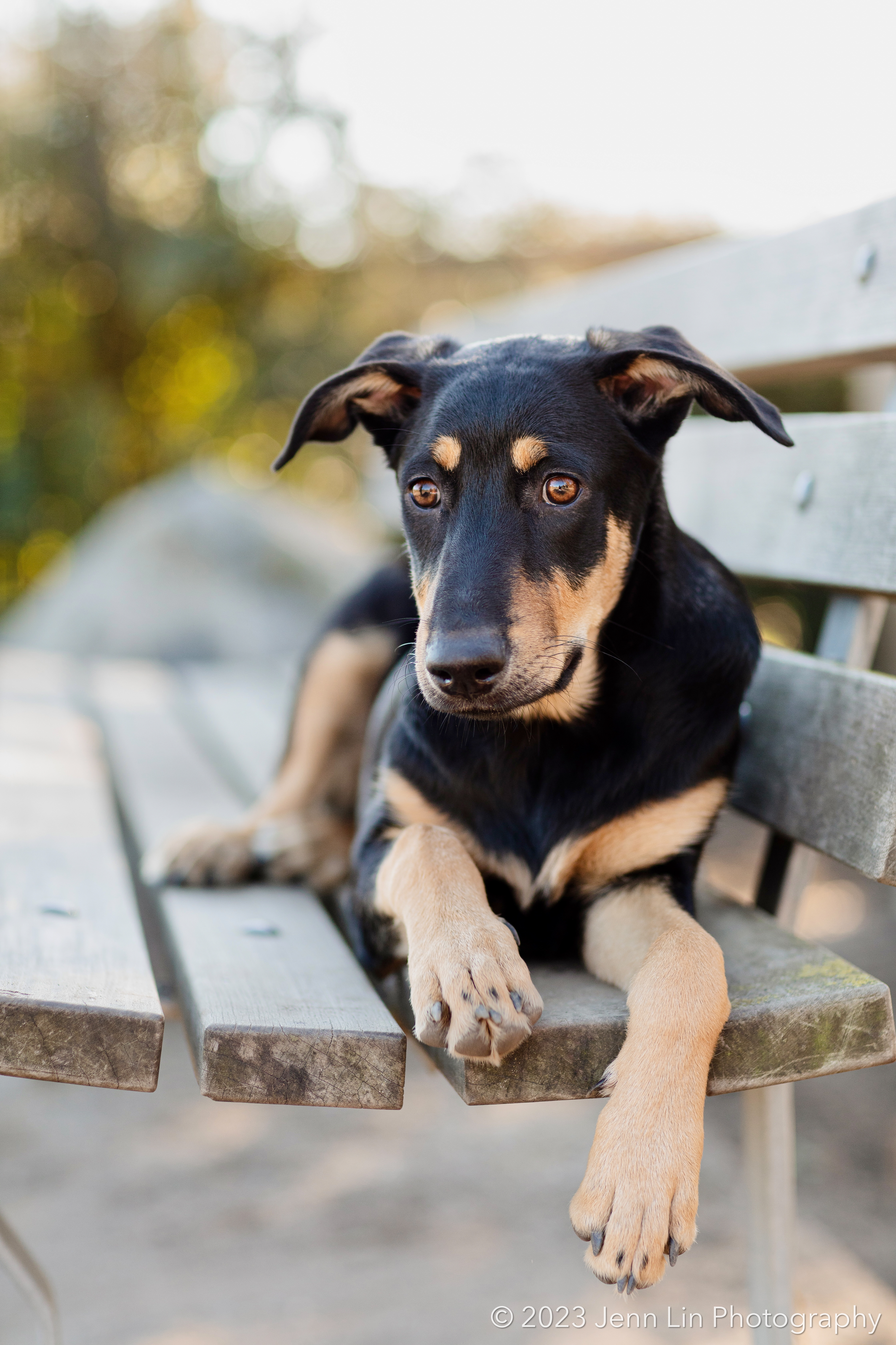 Luna, a Domerman mix puppy Luna, stares into the camera while one paw hangs off the park bench she is lying on. Photo captured at Sunset Park in Vancouver, BC by Jenn Lin © 2023, All Rights Reserved