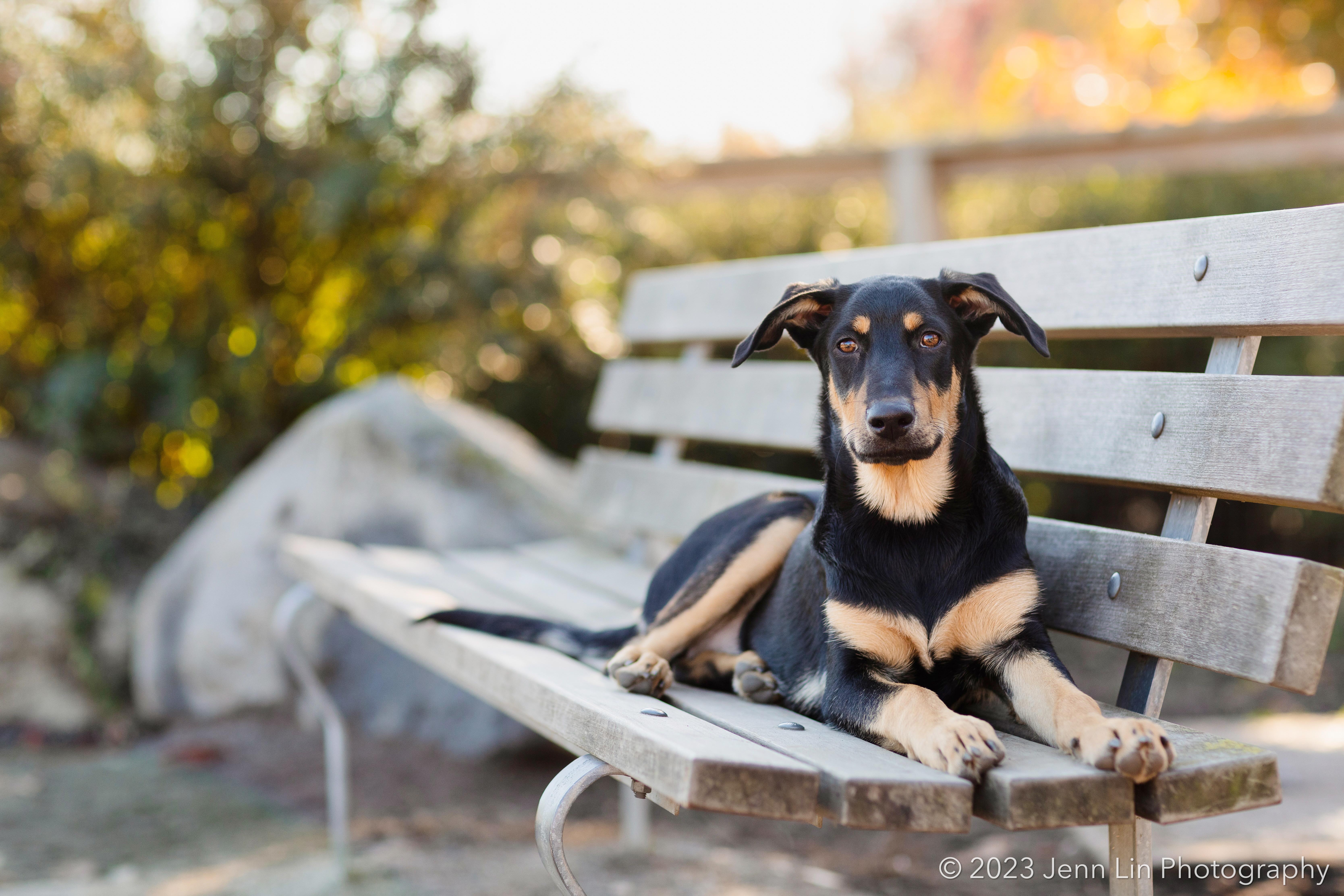Luna the Doberman mix puppy lies on a park bench while she faces the camera for her photo op. Photo taken at Sunset Park in Vancouver, BC by Jenn Lin for Dogs Will Teach You Love © 2023, All Rights Reserved.