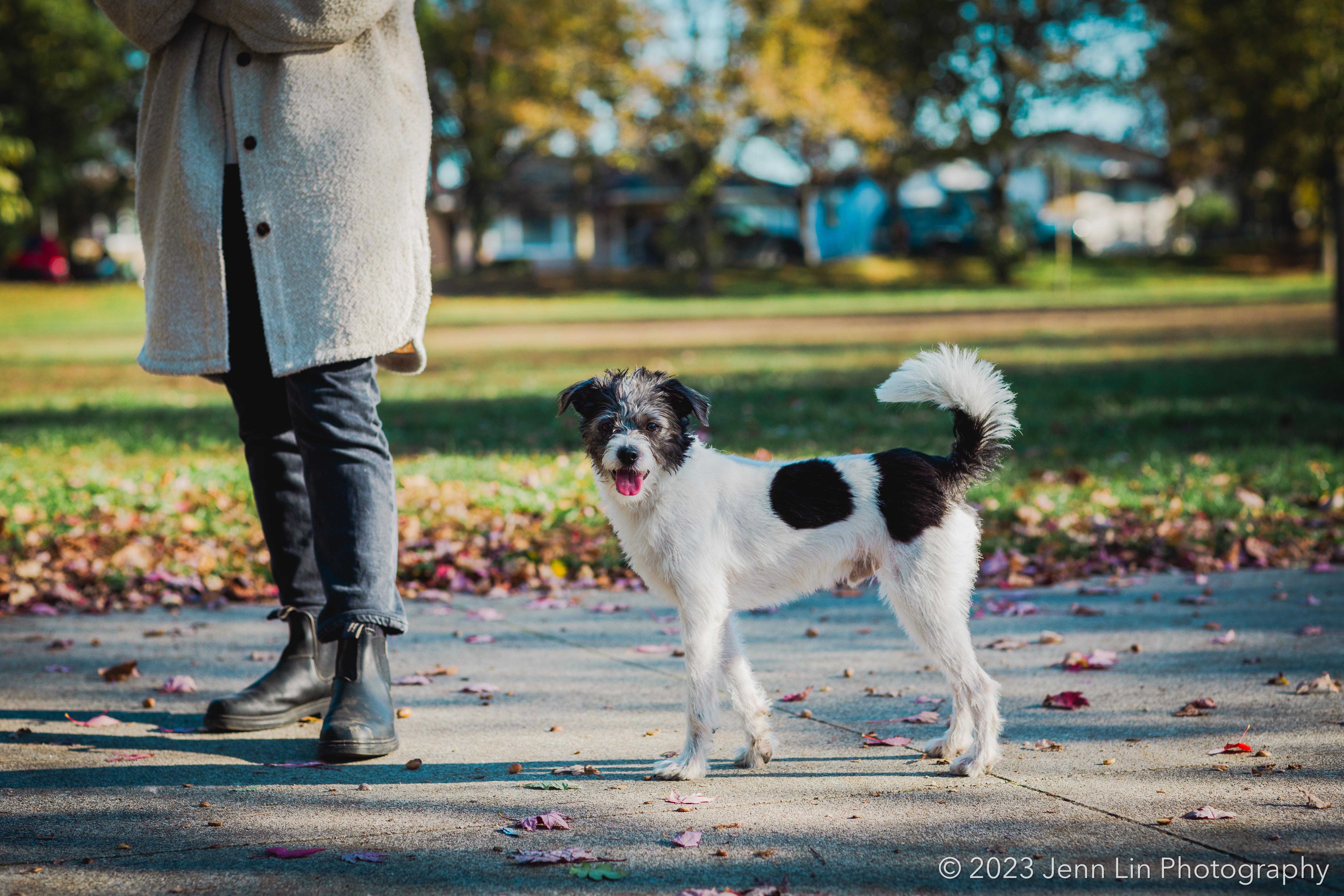 Oli the dog stands on all fours while looking at the camera, while his mom Emily is standing off to the side. Photo taken at Kingcrest Park in Vancouver, BC © 2023 Jenn Lin Photography. Image used as part of "She Wanted a Dog" story for the project, Dogs Will Teach You Love.
