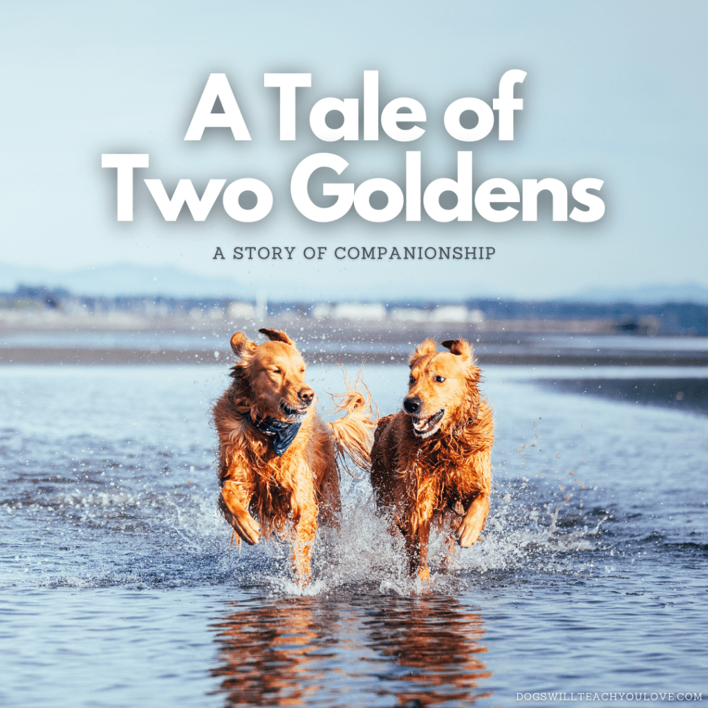 Charlie and Koda, two golden retriever brothers, are captured running together, side by side, during the low tide at East Beach on a sunny May evening. They are looking at each other and mirroring each other's body language. Cover photo contains the title "A Tale of Two Goldens: A Story of Companionship." Image captured by Jenn Lin for Dogs Will Teach You Love, © 2024 All Rights Reserved.