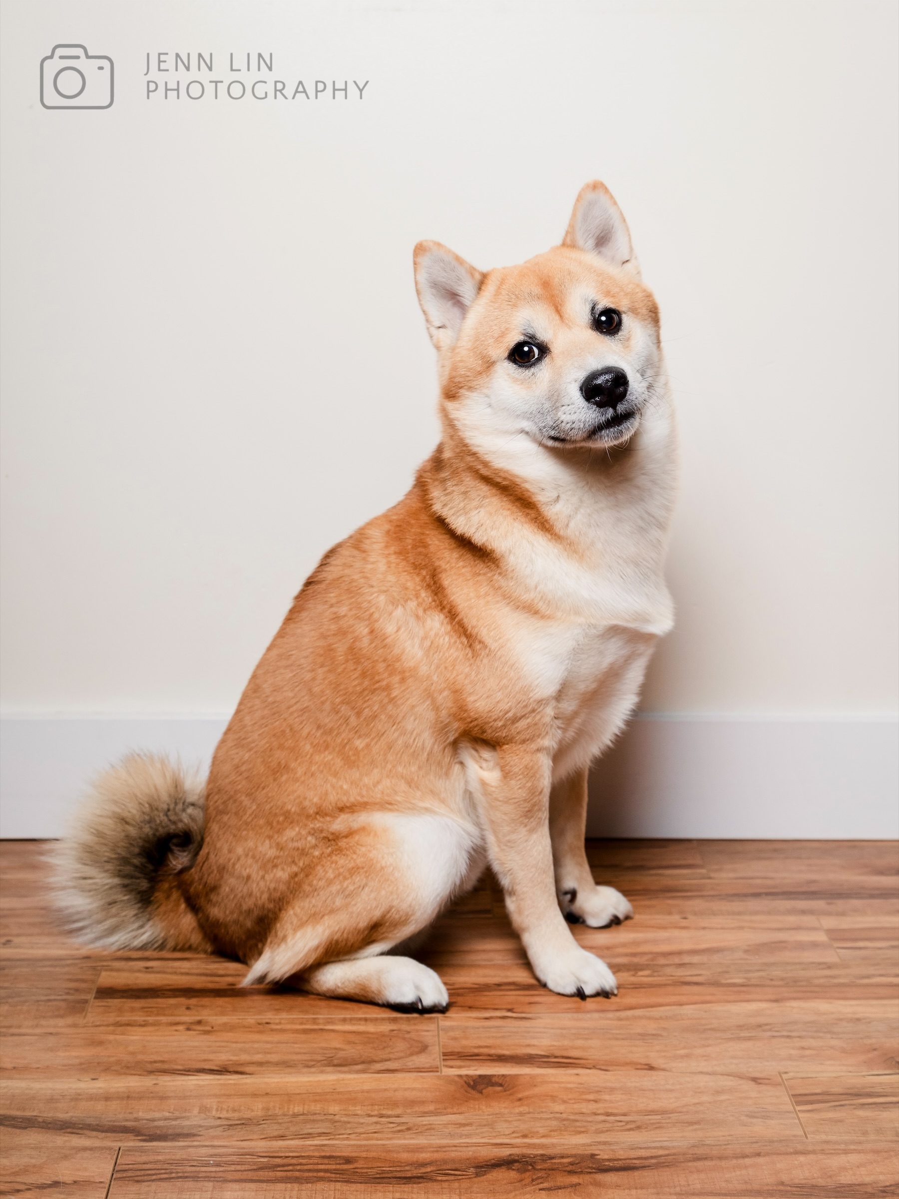 Sunny the Shiba Inu sits neatly facing towards one side but looks towards the camera with a slight smirk. Photo captured for Dogs Will Teach You Love by Jenn Lin © 2024 All Rights Reserved